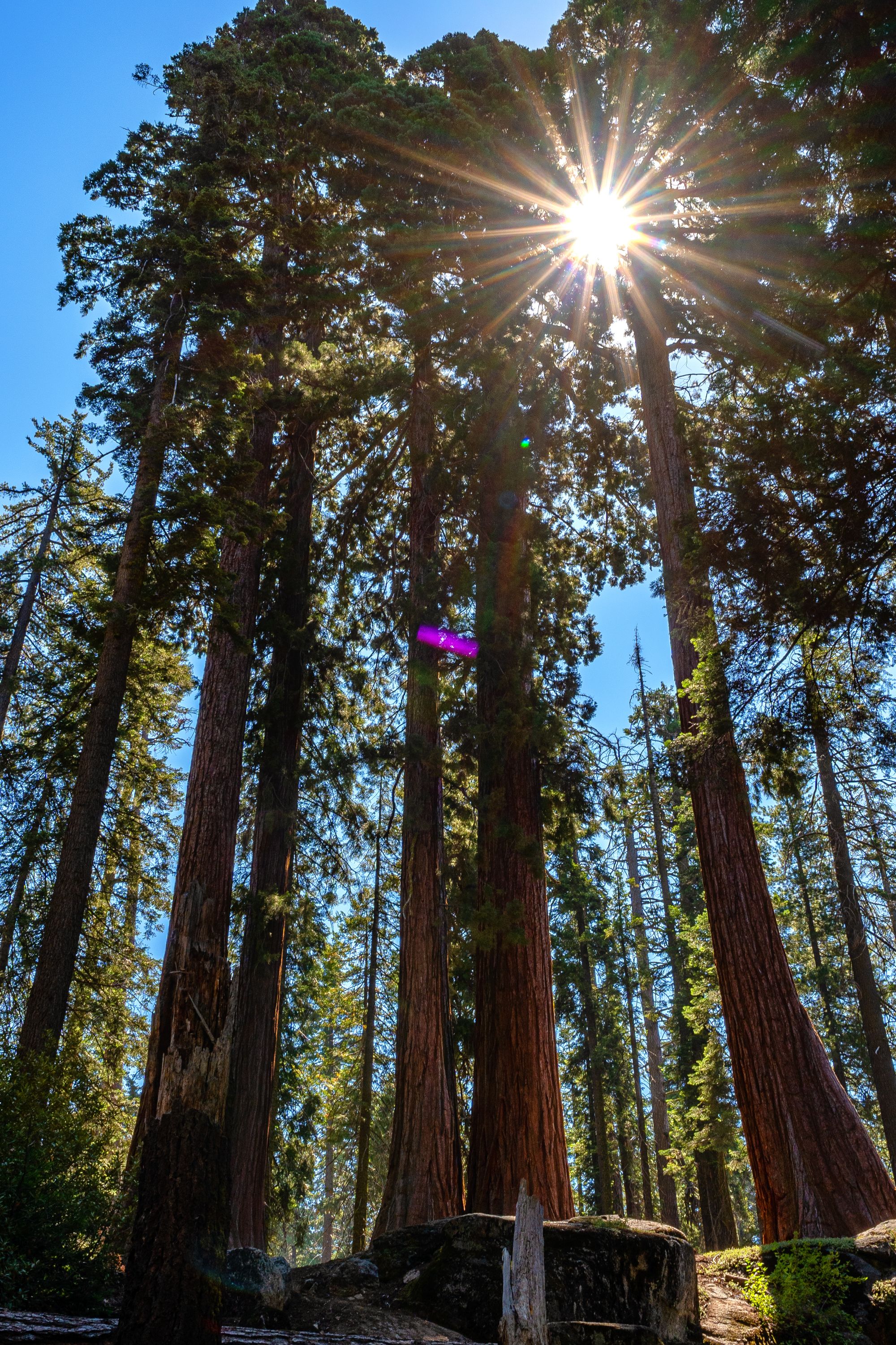 Young Sequoia trees reach toward the sun in Kings Canyon National Park.