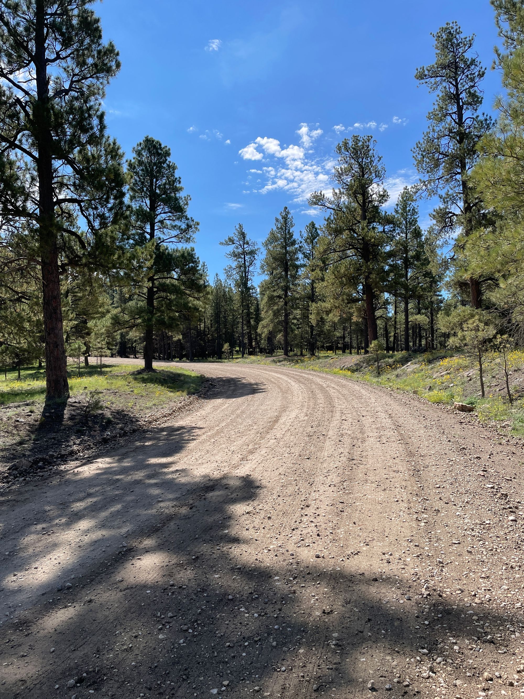 Seeking solace in the pines