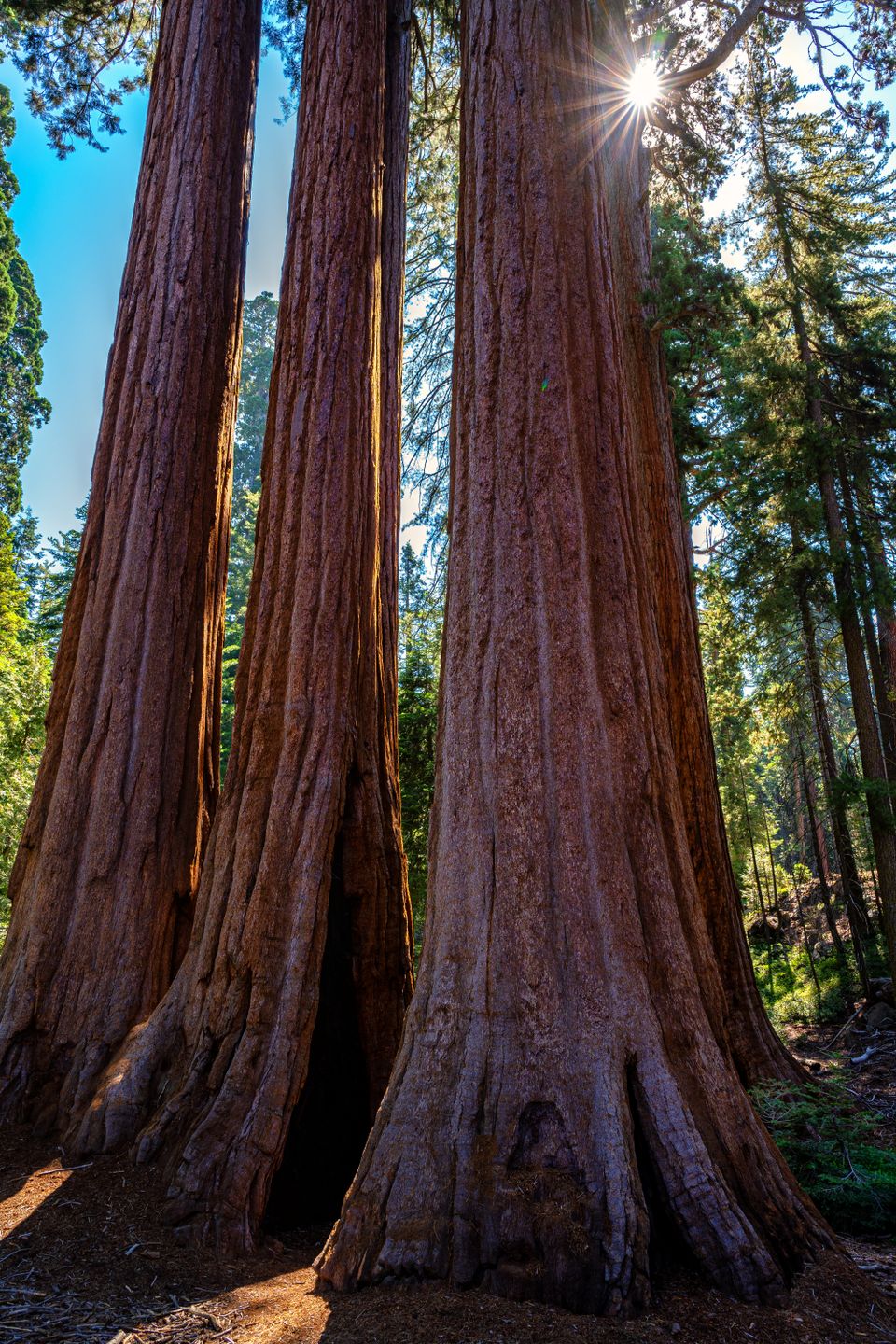 The Sequoia King