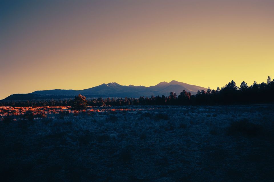 Seeking solace in the pines